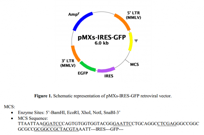 pMXs-IRES-GFP 质粒图谱