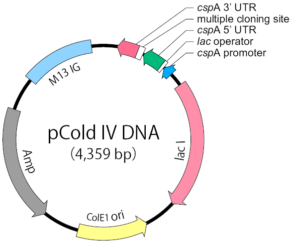 pCold IV质粒图谱