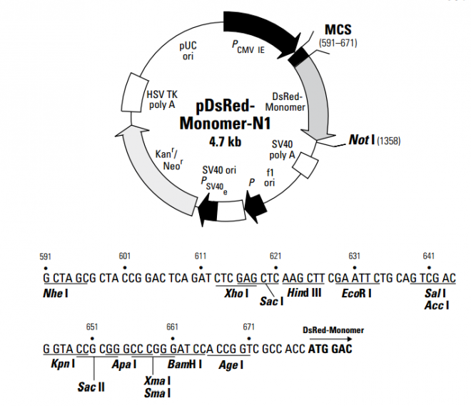 pDsRed-Monomer-N1 质粒图谱