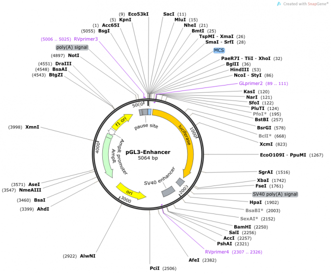 pGL3-Enhancer 质粒图谱