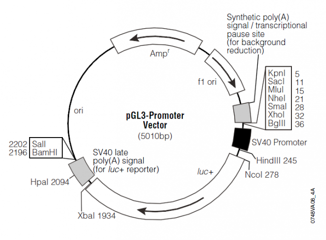 pGL3-Promoter 载体图谱