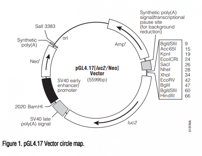 pGL4.17[luc2/Neo] 载体图谱