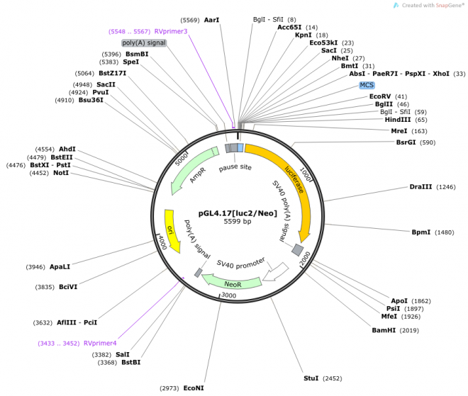 pGL4.17[luc2/Neo] 质粒图谱