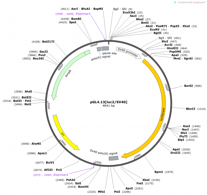pGL4.13[luc2/SV40] 质粒图谱
