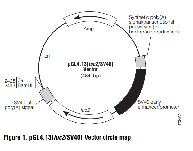 pGL4.13[luc2/SV40] 载体图谱