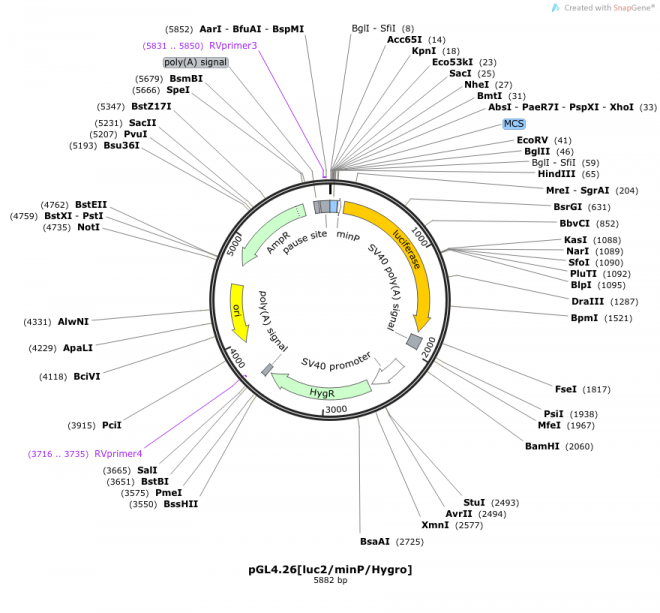 pGL4.26[luc2/minP/Hygro] 载体图谱