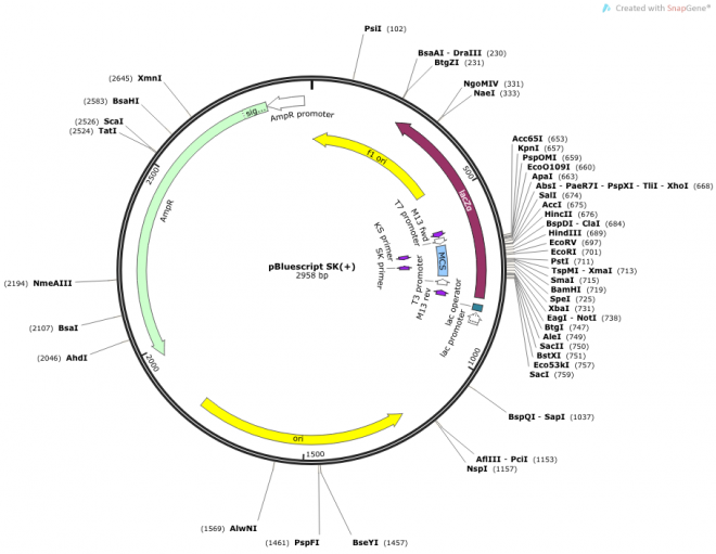pBlueScript SK(+) 载体图谱