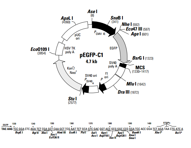 pEGFP-C1 质粒图谱