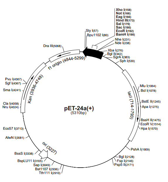pET-24a(+) 质粒图谱