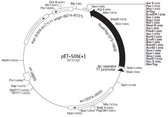 pET-50b(+) 质粒图谱