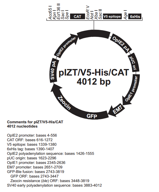 pIZT/V5-His/CAT 质粒图谱