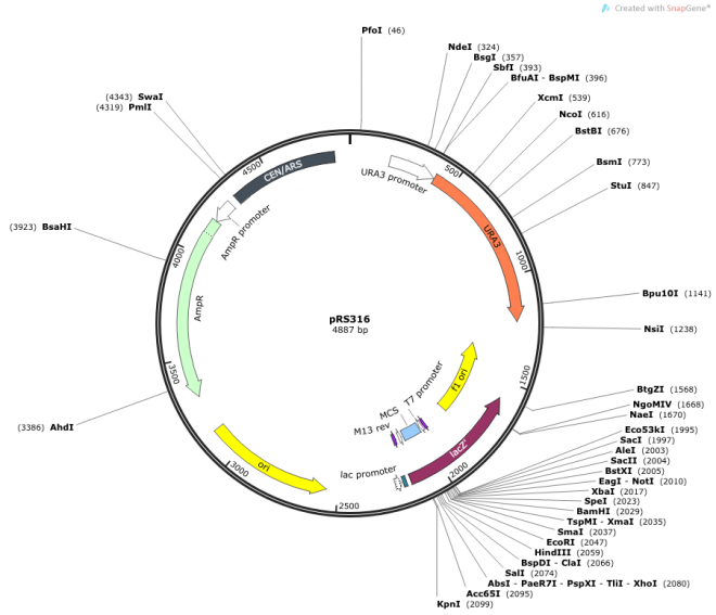 pRS316 质粒图谱