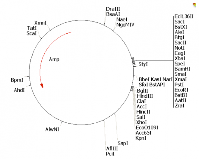 pSUPER-basic质粒图谱