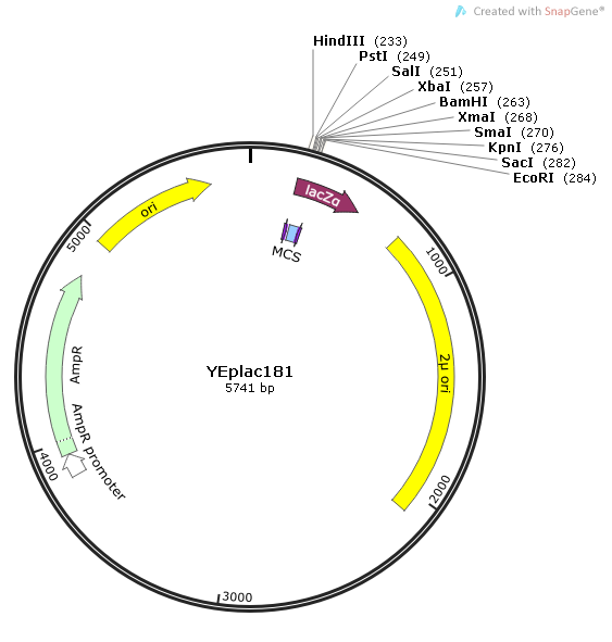 YEplac181 质粒图谱
