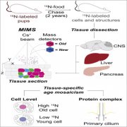 Cell Metabolism：肝细胞和神经细胞一样老？