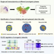 Cancer Cell：华人学者深入解析髓母细胞瘤