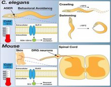 华中科技大学Cell发现全新感受冷的受体蛋白家族