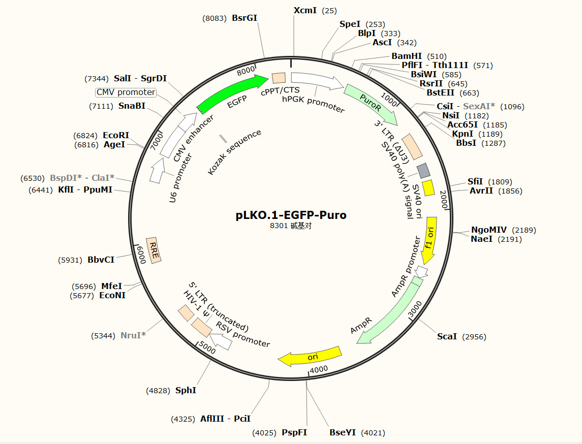 pLKO.1-EGFP-Puro质粒